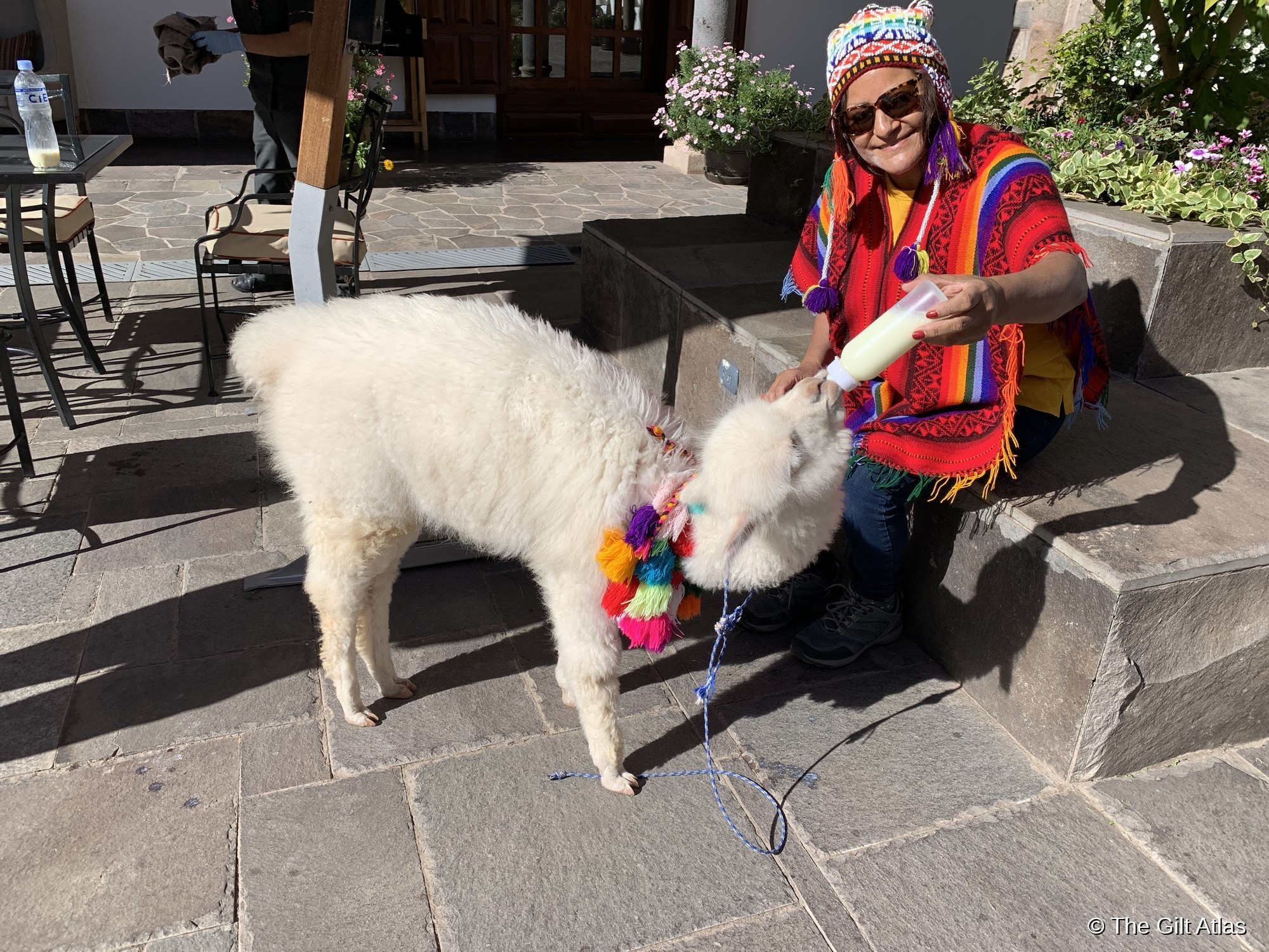 A baby alpaca being bottle-fed by a woman in traditional Andean dress in the courtyard of the Palacio del Inka